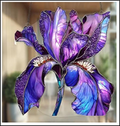 Acrylic Suncatcher - Iris